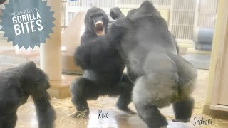 Silverback Gorilla Lost His Temper with His Son  The Shabani Group [upl. by Jehiel367]