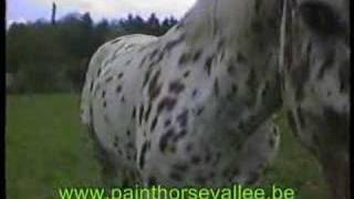 appaloosa [upl. by Nerita778]