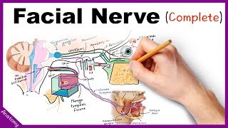 Facial Nerve Anatomy Simplified [upl. by Caspar382]