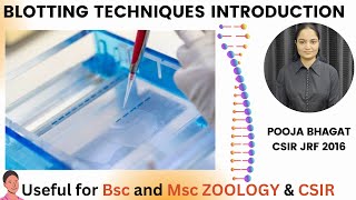 Blotting techniques introduction csir biology cellscience science bscbiotechnology [upl. by Ylelhsa636]