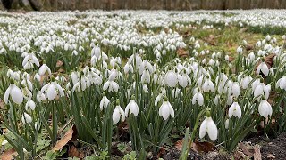 Welford Park  Snowdrops 2023 [upl. by Aicilyt]