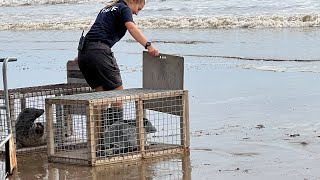 Releasing seals into the wild ​with Fire GamesYT and Natureland Seal Sanctuary Skegness [upl. by Nevah]