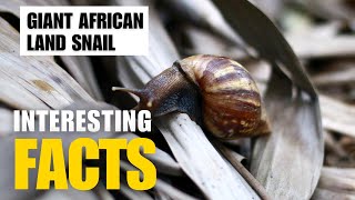 Most Interesting Facts About Giant African Land Snail  Interesting Facts  The Beast World [upl. by Ajin367]