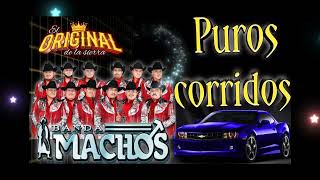 puros corridos ✴️banda machos lo más perron 💥 [upl. by Oel268]