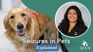 Seizures in Pets Causes Symptoms and Treatment Options [upl. by Dorran]