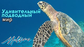 Снорклинг Домашний риф отеля Vilamendhoo Island Resort amp Spa Мальдивы 2024 [upl. by Lledo]