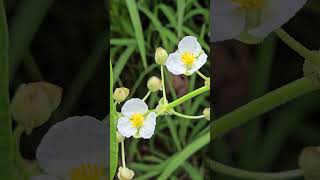 sagittaria latifolia  Arrowhead  nature flowers [upl. by Wolfort]