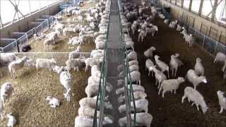 Wireless Cameras installed in Sheep Barn  Wireless Foaling  Wireless Calving Cameras [upl. by Graniela]