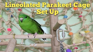 Lineolated Parakeet Cage Set Up [upl. by Brianna627]