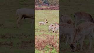 Beautiful Bradgate park Leicestershire [upl. by Cowey]