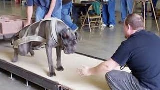 Strongest dogs in the world weight pulling American bully mastiff pit bull American bulldog [upl. by Lareena912]