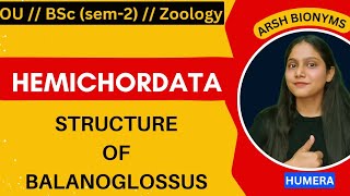 Structure of balanoglossus  phylum hemichordata  BSc ZOOLOGY  Osmania University  humera [upl. by Ak]