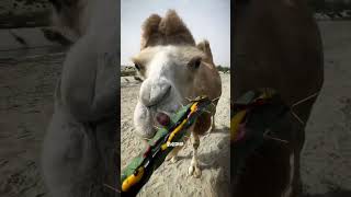 Camel is eating cactus 🌵camel animals ytshort [upl. by Nunes]