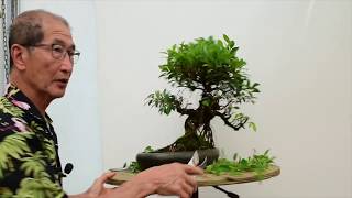 How to care for Ficus Bonsai [upl. by Okimat]