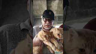 Ang Ering 😽na Mabait shortvideo funny cat [upl. by Alcot]