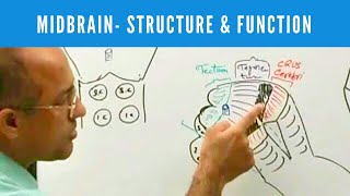 Midbrain  Structure and Function  Neuroanatomy [upl. by Essy345]