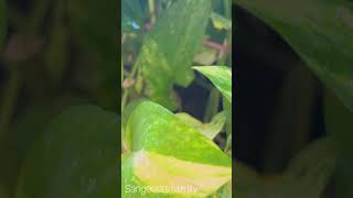 Pothos Plant Propagation Made Easy Water amp Soil Methods [upl. by Ras]