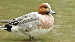 Wigeon at Tehidy Woods [upl. by Aleen]