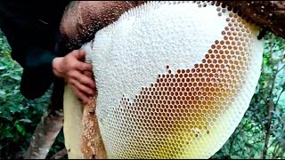 Wild Honey Harvesting Satisfying  Honeycomb is 14kg Delicious Honey [upl. by Nimoynib]