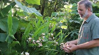 Hardy ginger Hedychium spp  Plant Identification [upl. by Ellwood723]