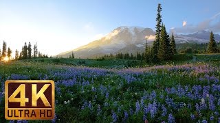 4K Wild Flowers of Mount Rainier with Nature Sounds  3 HOUR [upl. by Aleek]