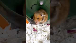 cute hamster 給鼠鼠挑紙棉一定倉鼠 養鼠日常分享 紙棉552 [upl. by Amias]