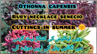 othonna capensisRuby necklace senecio cuttings propagation in summerGrow green 445 [upl. by Esilahs]