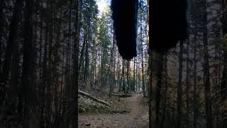 All time fall time mtb downhillmountainbike shorts alberta freeridemtb [upl. by Stanislaus]