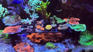 Reef tank bacterial bloom🦠🤦🏾‍♂️patience [upl. by Dib]