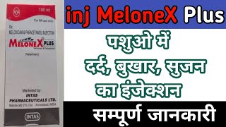 Melonex plus injection use in veterinary  Meloxicam paracetamol injection [upl. by Lladnor]