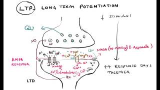 Synaptic plasticity Habituation Sensitization LTP LTD [upl. by Ellebana236]