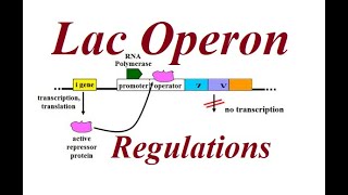 Lac Operon  Gene regulation  2023 [upl. by Marilla445]