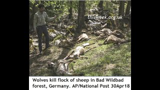 Wolves killing sheep flocks in Germany crazy Agenda 21 rewilding policy farmers fuming Al Jazeera [upl. by Tdnaltroc]