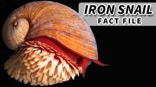 Iron Snail Facts the SCALY SNAIL facts 🐌 Animal Fact Files [upl. by Armallas885]