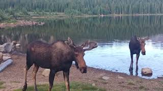 fantastic moose encounter [upl. by Decker]