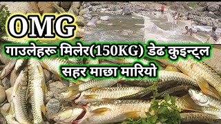 Community fishing Golden mahseer at aadikhola river in Nepalushing net and stick [upl. by Pessa377]