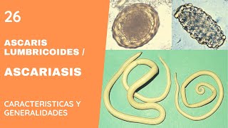 ASCARIS LUMBRICOIDES 26  ASCARIASIS  NEMATODOS [upl. by Hareenum]