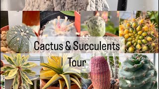 Cactus and Succulents Tour vlogmas [upl. by Onailimixam487]