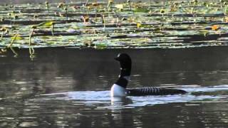 Common Loons and calls [upl. by Eatnoj606]