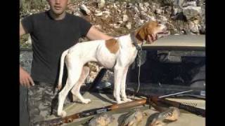 KINIGI GRAECA POINTER HUNTINGΚΥΝΗΓΙ ΠΕΡΔΙΚΑΣΗΠΕΙΡΟΣ2011 [upl. by Artemisa233]