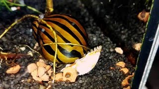 Neritina natalensis Nerite snails [upl. by Leandre959]