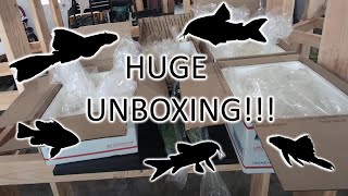 Our LARGEST UNBOXING yet  Stocking the fish room [upl. by Llyrrad]