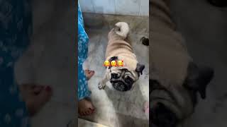 Daily kore dite hobe trending puglove cute doglover youtubeshorts shorts viralvideo [upl. by Akienahs]