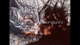 8mm  Switzerland  cervelas swiss sausage BBQ party  1960s [upl. by Eelano121]