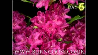 Rhododendron Nova Zembla flower opening  timelapse  slow motion [upl. by Adnor]