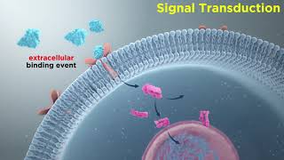 Signal Transduction in Immune Cells ReceptorLigand Interactions [upl. by Senhauser]