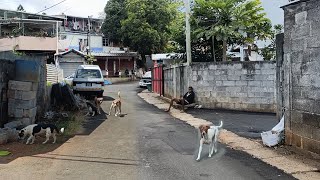 Riviere Des Creoles Village  South Mauritius 🇲🇺 [upl. by Wilt]