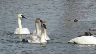 Trumpeter Swans Bannister Lake Ontario  clip 8572 [upl. by Gabrielle]