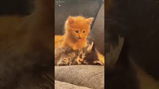 Kitten fight shortvideo funny mycatchannel cat petschannel yourcat funnycats catchannel [upl. by Iznyl]