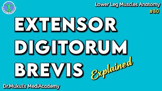 Extensor Digitorum Brevis Muscle Origin Insertion Action  Anatomy Explained80 [upl. by Luann544]